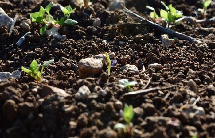 Die Steine ​​liegen 