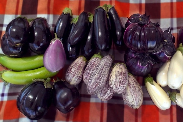 preparing eggplants