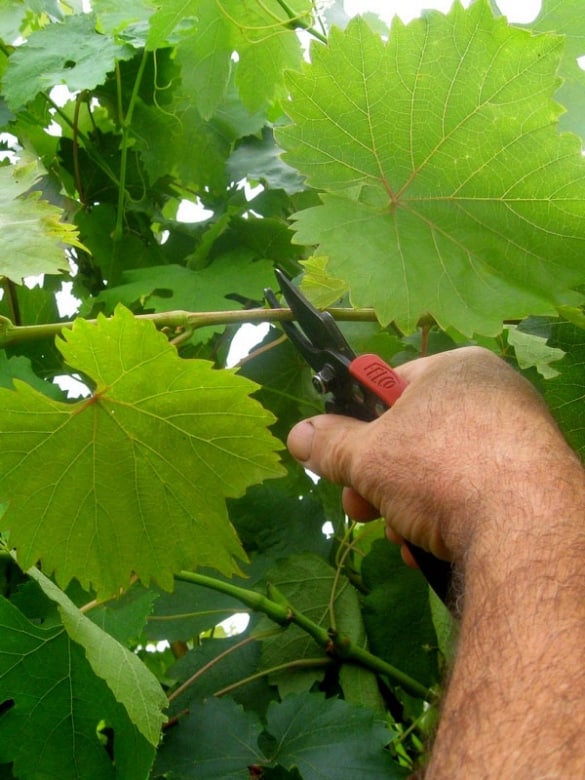 grape pruning