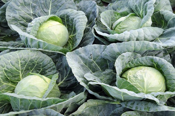 ultra-early cabbage 