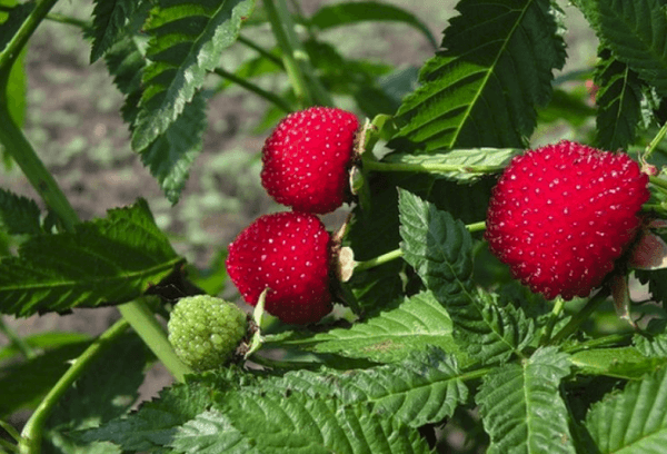 hindbær frugt