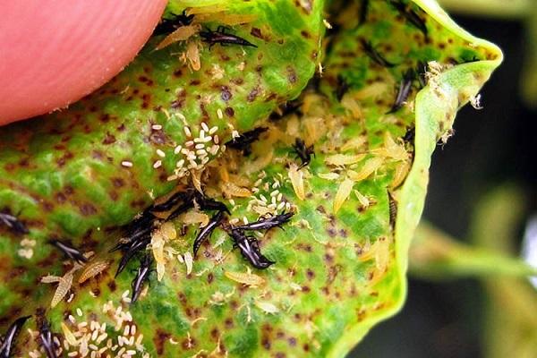 les thrips des coléoptères 