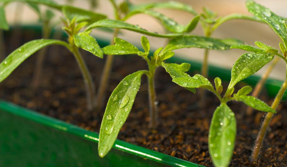 tomato seedlings