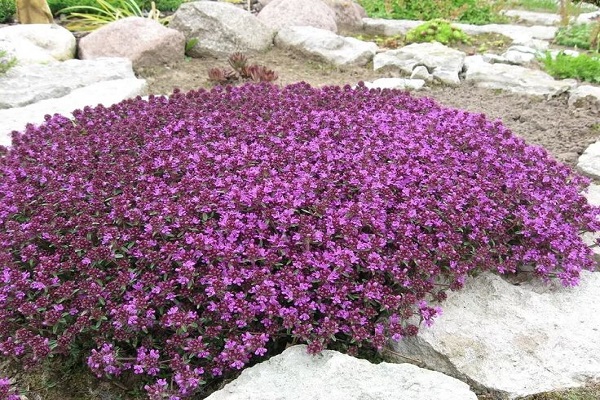 Anzahl der Insekten