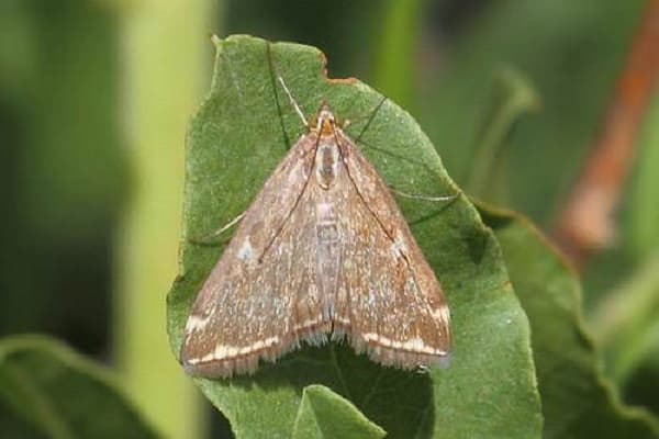 insekti vole