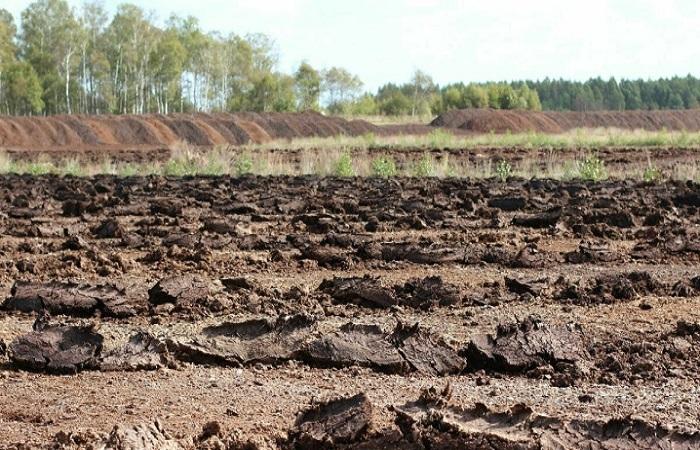 peat field