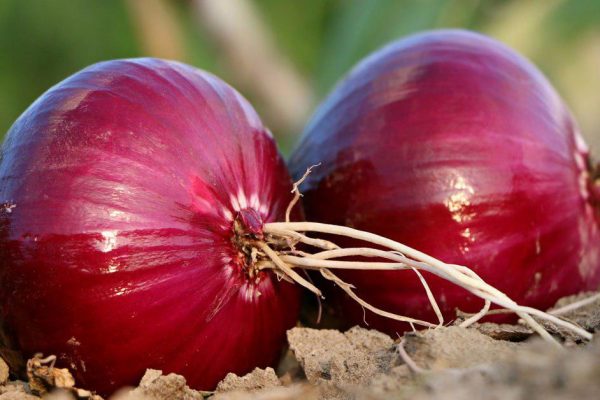 Lila Zwiebeln im Garten