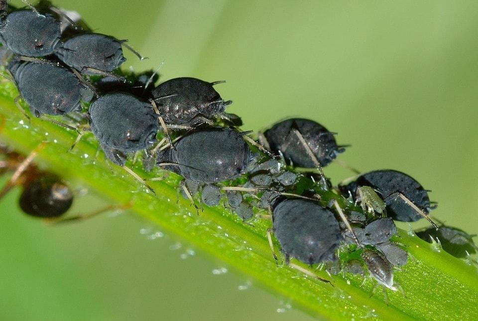 aphid on a flower