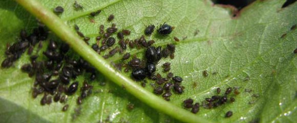 aphid on plum