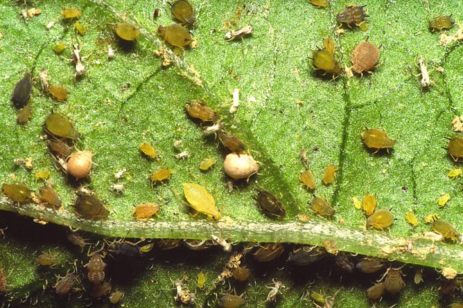 Aphids on eggplants