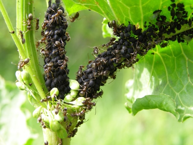 Blattläuse an Johannisbeeren