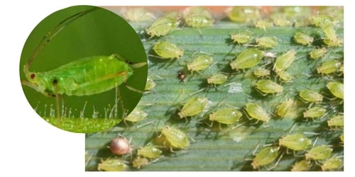 berdeng aphid