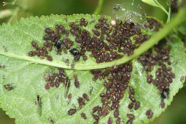 Como combater eficazmente os pulgões nas cerejas com medicamentos e remédios populares