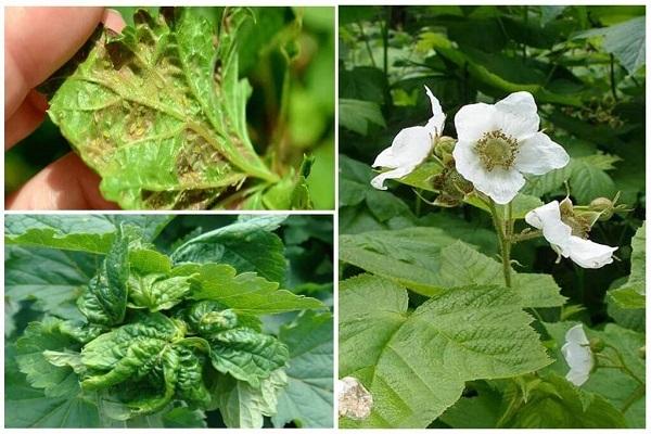 pucerons sur les framboises 