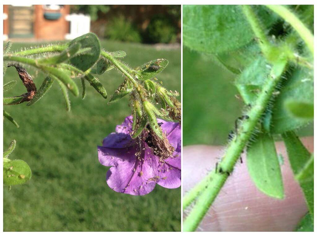 Aphid on petunia