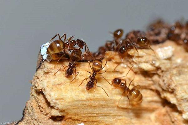 hubení mravenců 