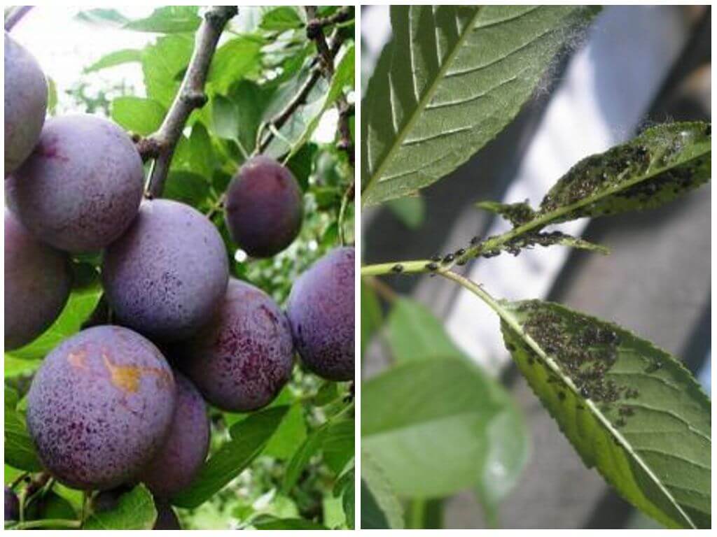 aphid on plum