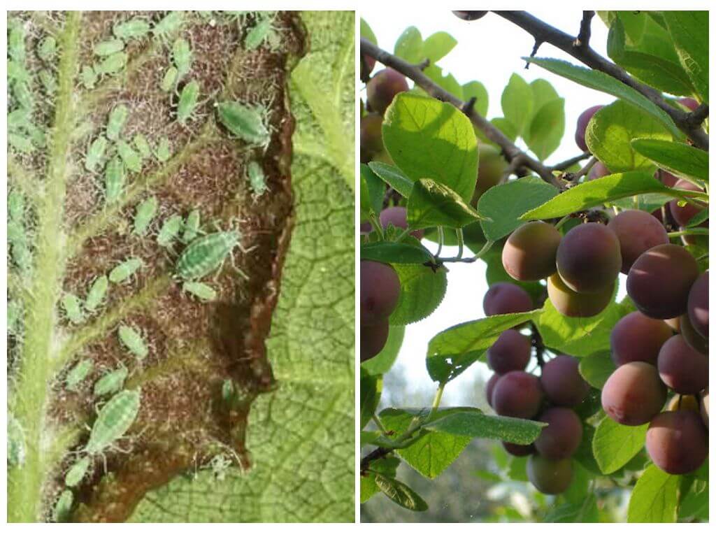 aphid on plum