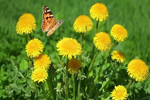 dandelion blossom