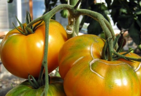 arbustos de tomate Mel gigante