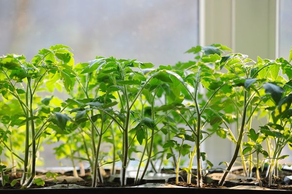 Tomato seedlings