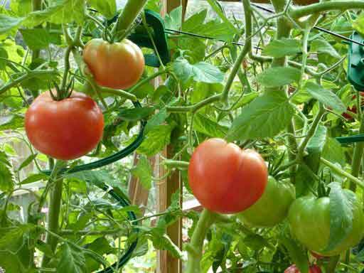 tomate Marfushechka Dushechka en campo abierto