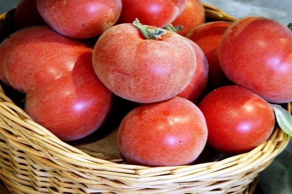 meruňková rajčata