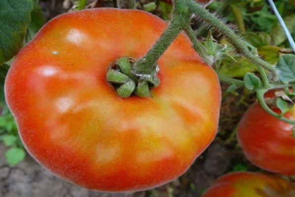 plants de tomates