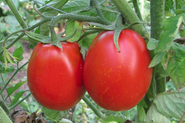 Grote tomaten