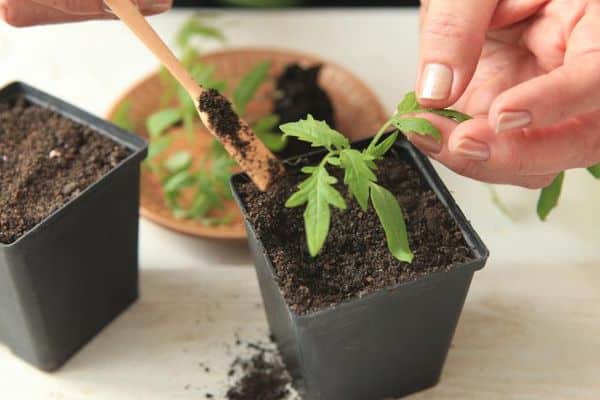 Tomato seedlings