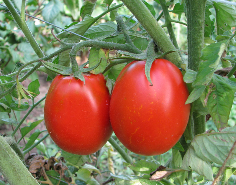 rajčatová adeline