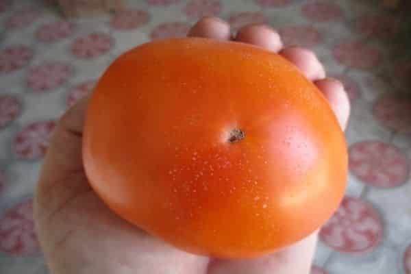 Velké rajče