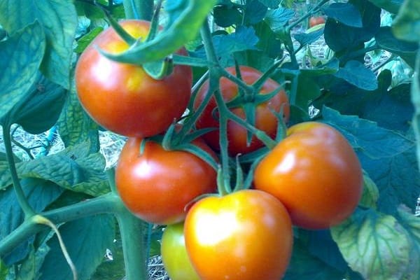 plochá kulatá rajčata