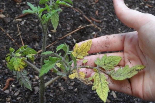 Maladies de la tomate