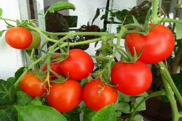 tomate escarlata 