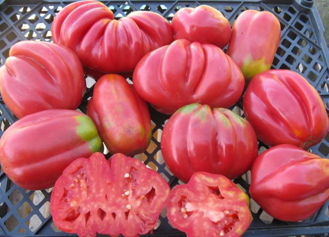 Tomate américaine à côtes à l'intérieur