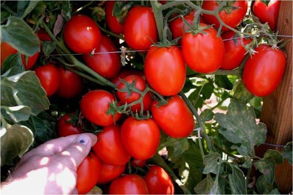 Pflege für den Anbau von Tomatenamuletten