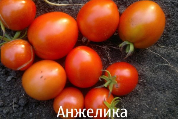 Angelika-Tomaten