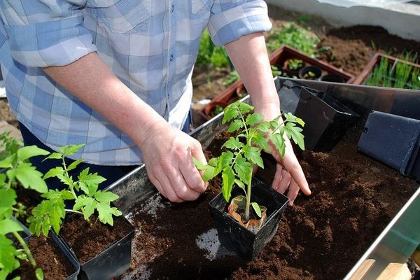 Tomato seedlings