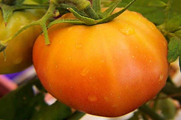 péče o rajčata