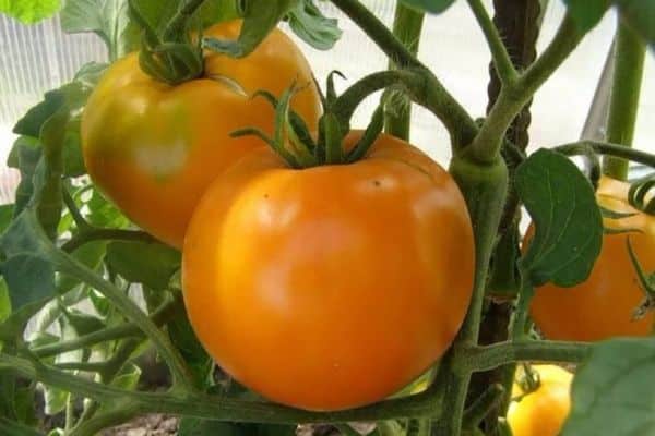 Gelbe Tomaten