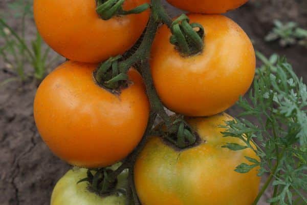 Tomate auf dem Boden