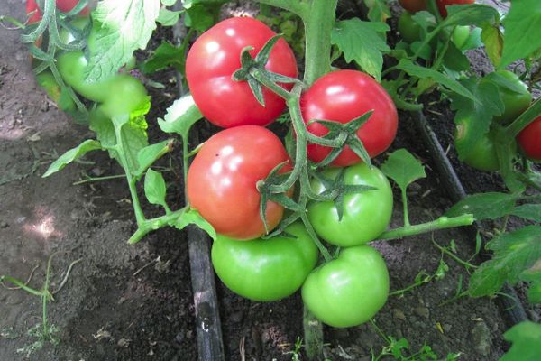 Pink Angel-Tomatensträucher