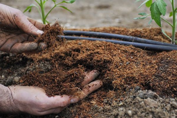 fertilizantes para tomates