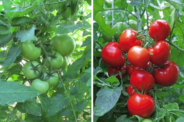 Cultivo de tomates