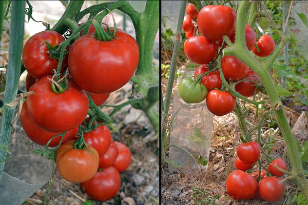 Cultivo de tomates