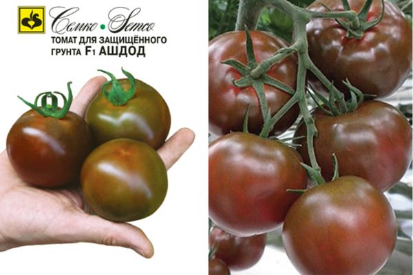 Hybrid tomatoes