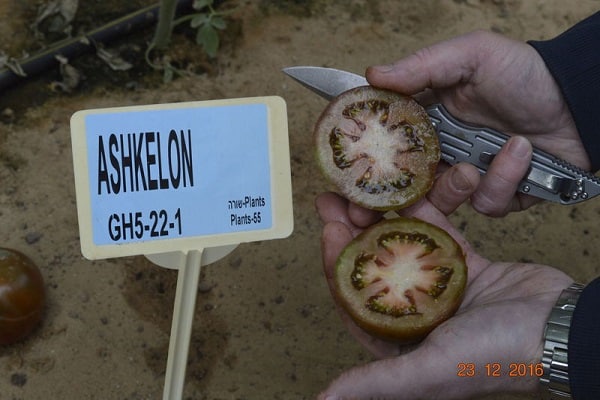 Ascalão de tomate