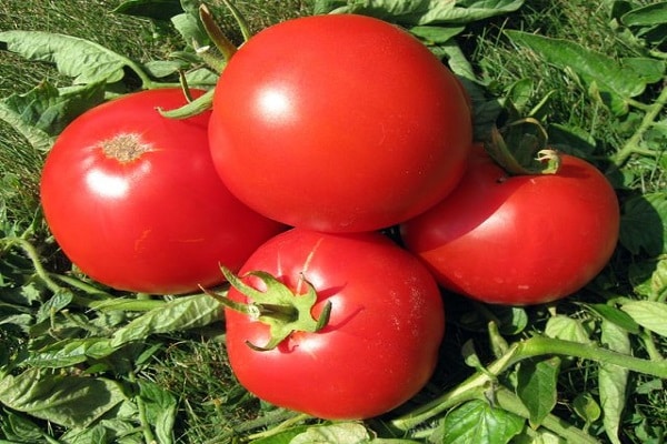 tomate Atlantide