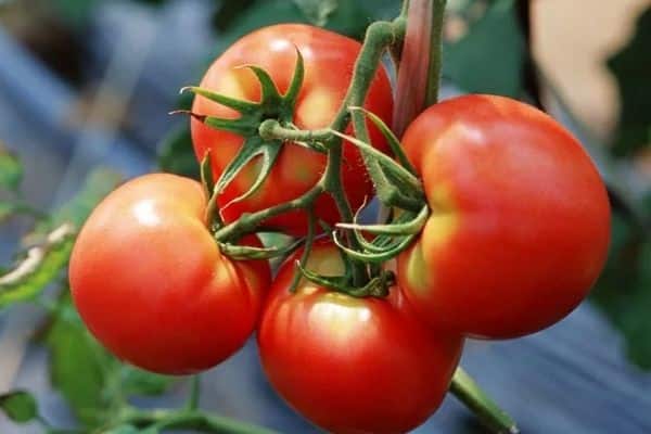 Tomaten gezüchtet 